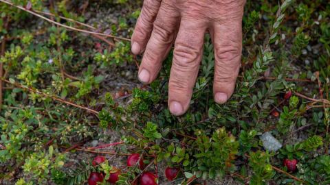 Knaus Berry Farm es una granja del sur de Florida, famosa por elaborar mermeladas caseras y rollos de canela