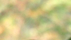 Leopardo