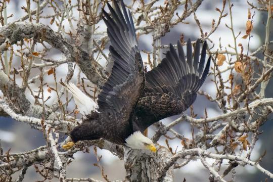 Los asombrosos videos de unas águilas calvas protegiendo a sus huevos de la nieve en California y Minnesota