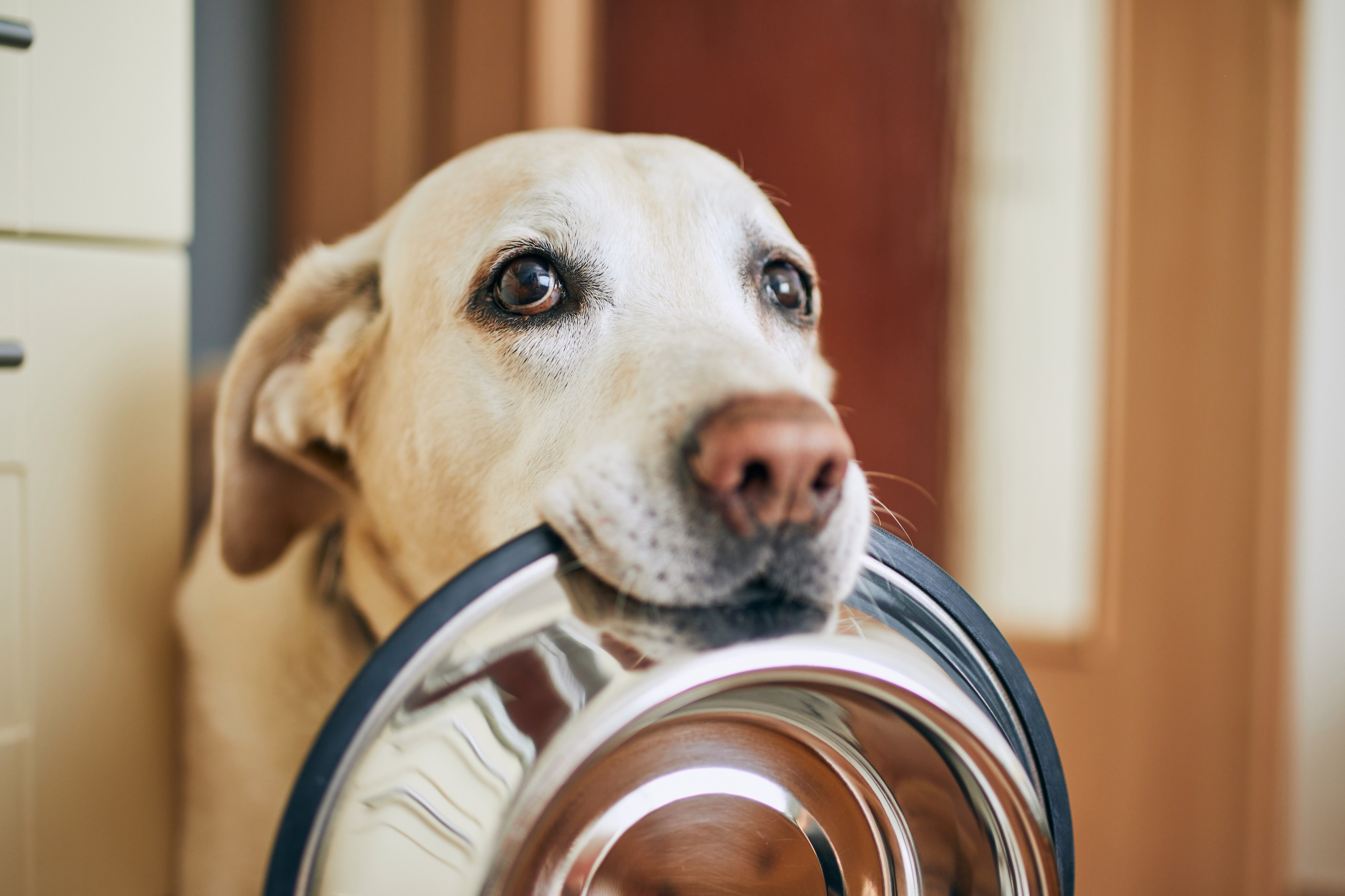 Sanidad repartirá 2,000 botellines para facilitar la limpieza de orines a  propietarios de perros
