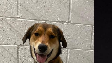 El perro Bailey regresó a su hogar en Texas.