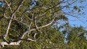 Desarrollo ilegal sobre cueva Las Golondrinas en Aguadilla, Puerto Rico