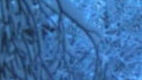 La Patrulla Fronteriza busca aumentar la vigilancia en la frontera con Canadá.