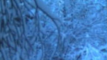 La Patrulla Fronteriza busca aumentar la vigilancia en la frontera con Canadá.