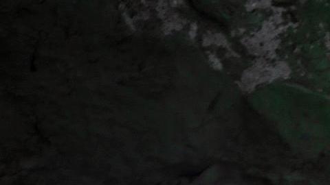 Zoológico cabras