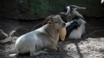 Zoológico cabras