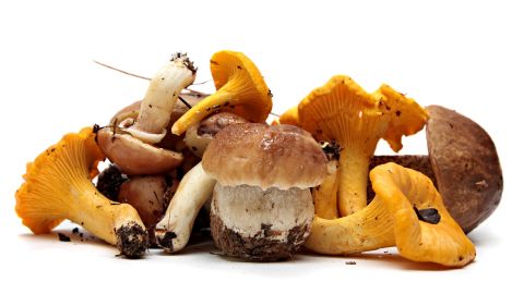 Hongos