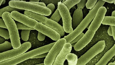 Virus estomacal shigellosis