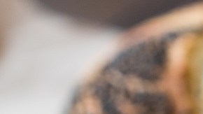 Pan con semillas de amapola