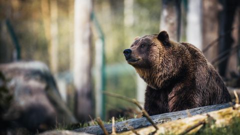 Oso ben escapó del zoológico