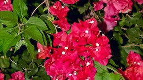 La pareja se confesó en 'El Hormiguero'.