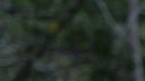 Las autoridades panameñas estiman que este año podrían cruzar su territorio 400,000 migrantes.