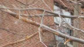 Govanny Mendieta apoya la creación de un banco público en Nueva York