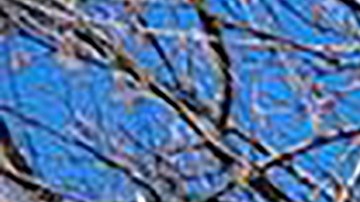 La Policía de Nashville confirmó la muerte de las seis personas.