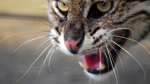 La mujer fotografió al gato montés en la cama de su perro.