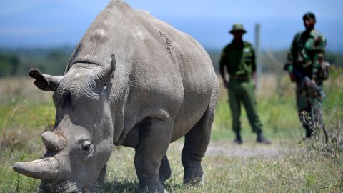 Sudán nació en el zoológico checo de Dvur Králové