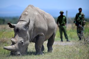 Llega a Kenia el último rinoceronte blanco del norte del mundo… disecado