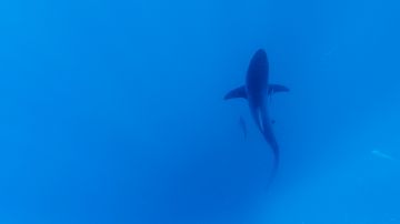El anzuelo para cazar tiburones podría tener unos 6,000 años de antigüedad.