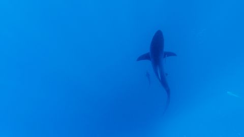 El anzuelo para cazar tiburones podría tener unos 6,000 años de antigüedad.