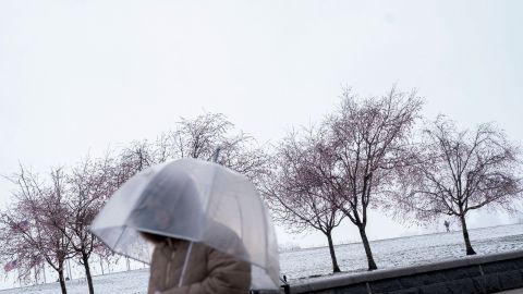 Invierno y flores de cerezo en Washington D.C.