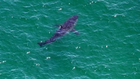 El tiburón le mordió la mano izquierda y nuevamente por detrás de la rodilla.