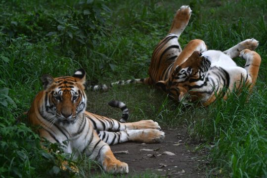 Recuperan 2 tigres desaparecidos de un zoológico de Georgia después de que un tornado rompiera sus recintos