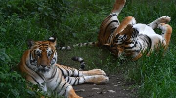 Dos tigres a salvo