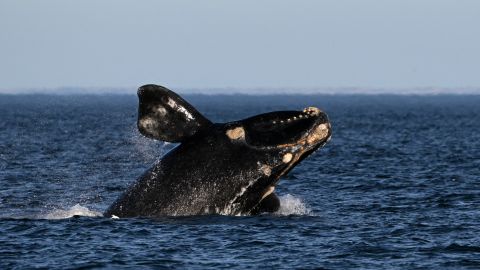 Acuerdo para cuidar los mares