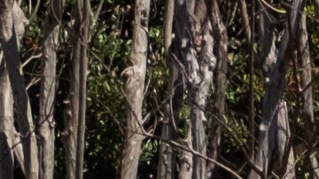 Six Killed In Mass Shooting At A Private School In Nashville