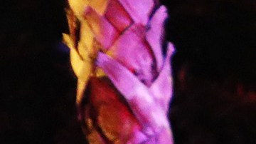 Miami Beach Declares Curfew As Spring Break Crowds Grow