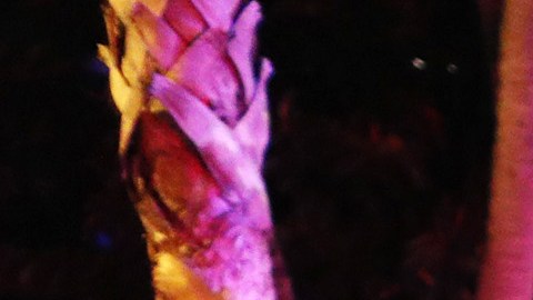 Miami Beach Declares Curfew As Spring Break Crowds Grow