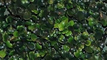 Lele Pons y Guaynaa se casaron este 4 de marzo en una gran ceremonia en Miami.