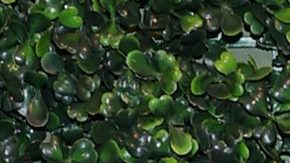 2021 Maestro Cares Gala