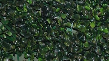 Lele Pons y Guaynaa contrajeron matrimonio el 4 de marzo e inmortalizaron el momento en un video musical.