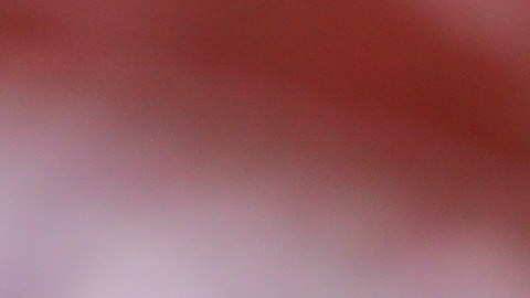 El exdirector deportivo de Chivas estuvo enfocado en colocar al argentino en el banquillo.