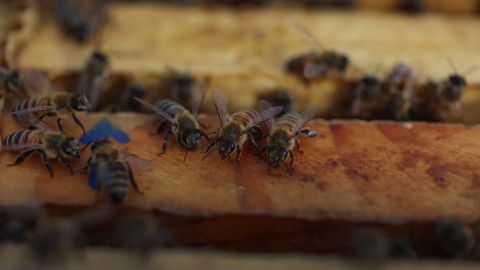 El hombre murió tras sufrir graves picaduras de abejas.