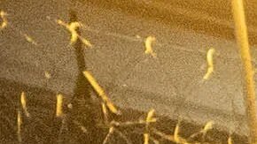 Según medio locales el retraso migratorio y las condiciones humanitarias fueron los motivos de los migrantes para este hecho.