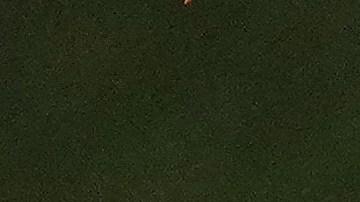 Japón alzando su tercer título mundial de béisbol.