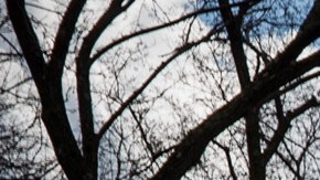 La Gran Manzana seguirá la tendencia de temperaturas suaves con una mezcla de sol y nubes.