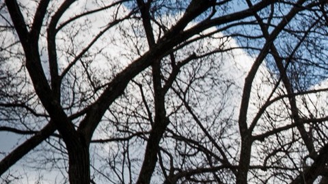 La Gran Manzana seguirá la tendencia de temperaturas suaves con una mezcla de sol y nubes.