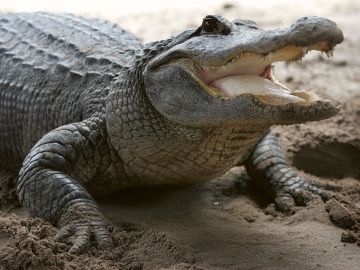 Fatal Alligator Attacks Set New Record In Florida