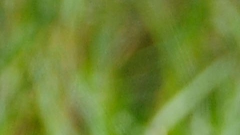 El video muestra a un caimán caminando tranquilamente por un campo deportivo.