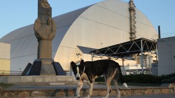 os científicos buscaron obtener una comprensión más profunda de las poblaciones de perros inusuales que viven alrededor de Chernobyl