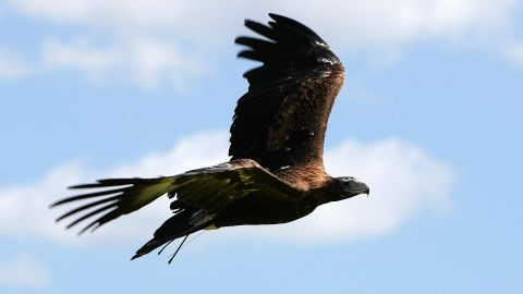 Descubren los restos de una águila de Gaff.