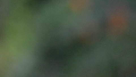 Hipopótamos del capo Pablo Escobar en Colombia.