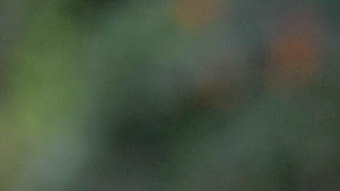 Hipopótamos del capo Pablo Escobar en Colombia.