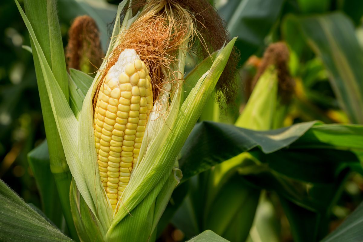 The dispute between Mexico and the US over transgenic corn worsens