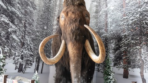 Mamut
