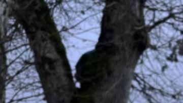 Así fue como el conductor "mandó" su teléfono amarrado a un dron.