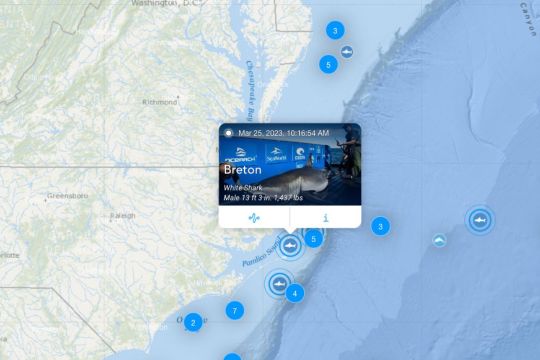 Rastreadores detectan nuevamente a un gran tiburón blanco de 1,400 libras en la costa de Carolina del Norte